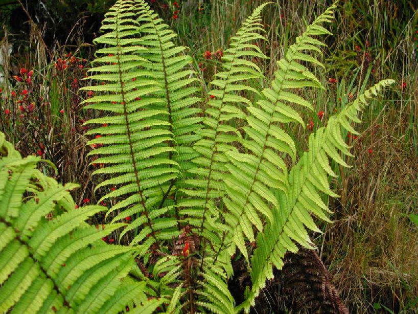 Dryopteridaceae Dryopteris wallichiana