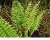 image of Dryopteris wallichiana