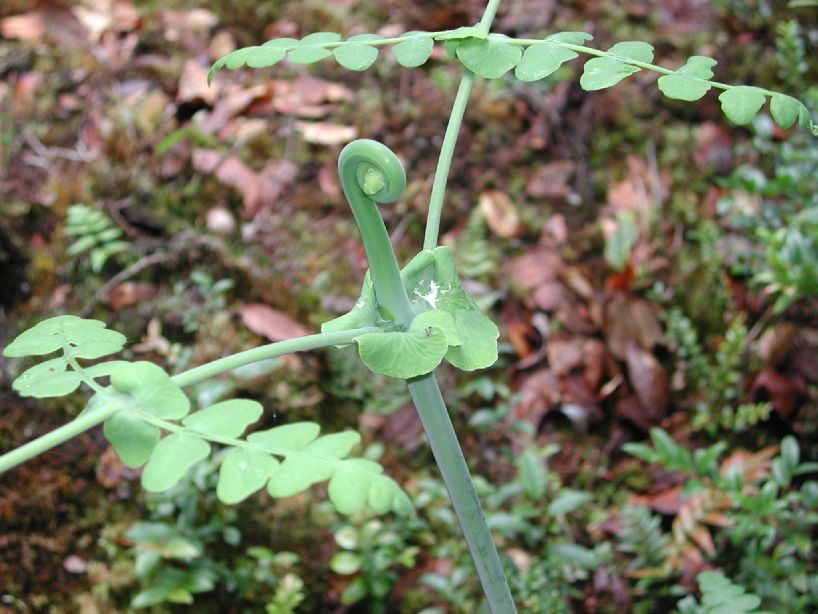 Dennstaedtiaceae Histiopteris incisa