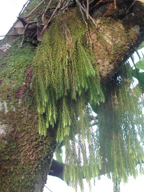 Lycopodiaceae Phlegmariurus linifolius