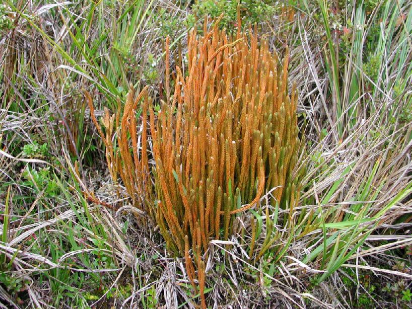 Lycopodiaceae Phlegmariurus attenuatus