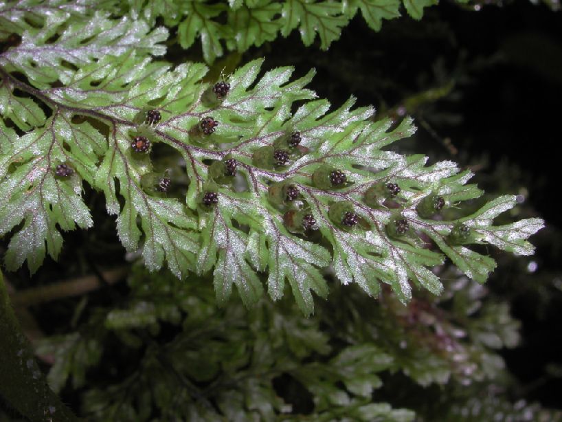 Hymenophyllaceae Hymenophyllum fucoides