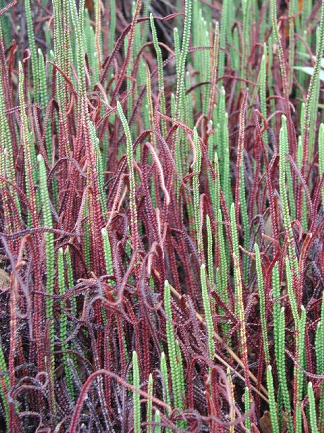 Pteridaceae Jamesonia scammanae