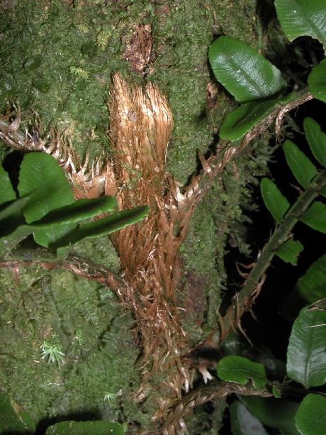 Lomariopsidaceae Lomariopsis vestita