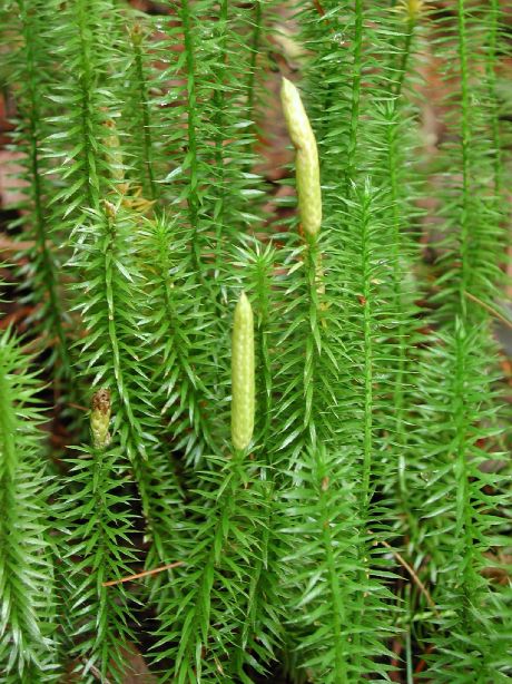 Lycopodiaceae Spinulum annotinum