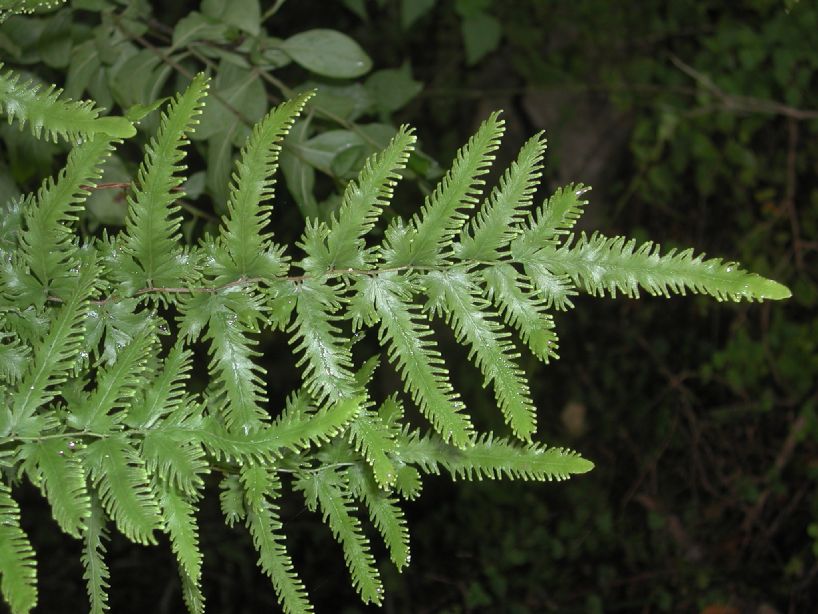 Lygodiaceae Lygodium venustum