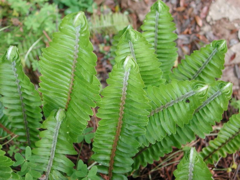 Nephrolepidaceae Nephrolepis cordifolia