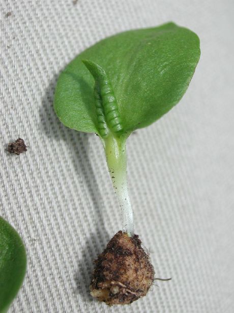 Ophioglossaceae Ophioglossum crotalophoroides