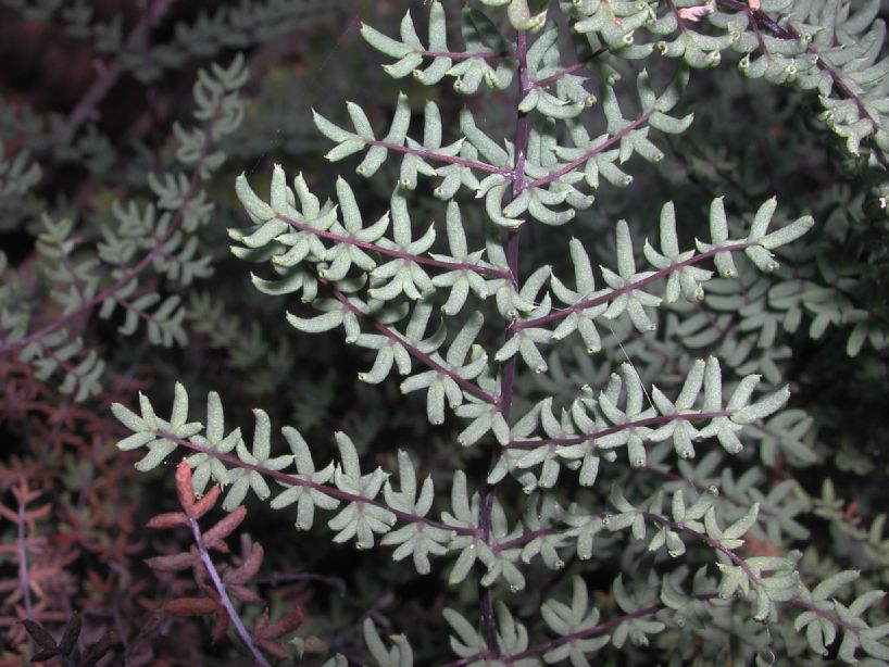 Pteridaceae Pellaea mucronata