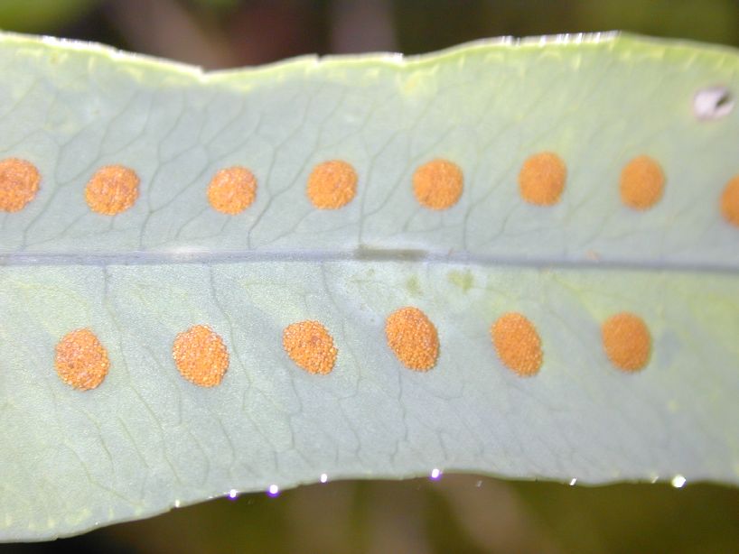 Polypodiaceae Phlebodium pseudoaureum