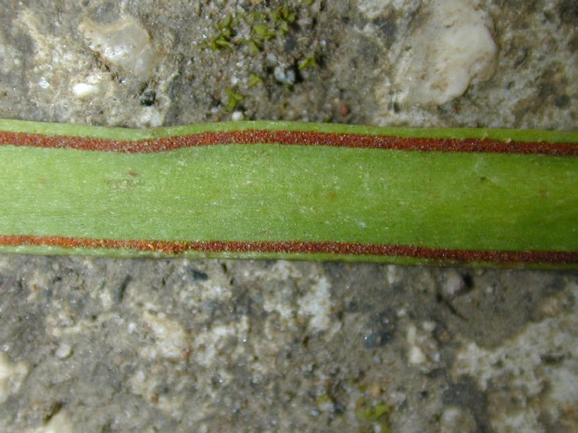 Pteridaceae Radiovittaria stipitata