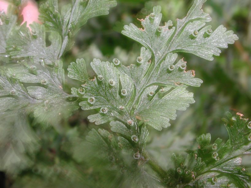 Hymenophyllaceae Trichomanes collariatum