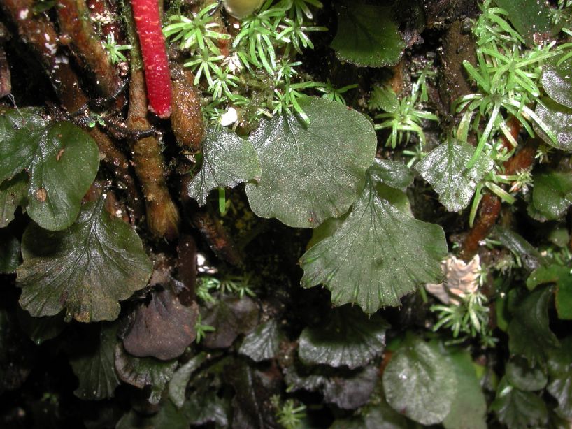 Hymenophyllaceae Didymoglossum godmanii
