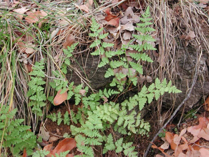 Woodsiaceae Woodsia 