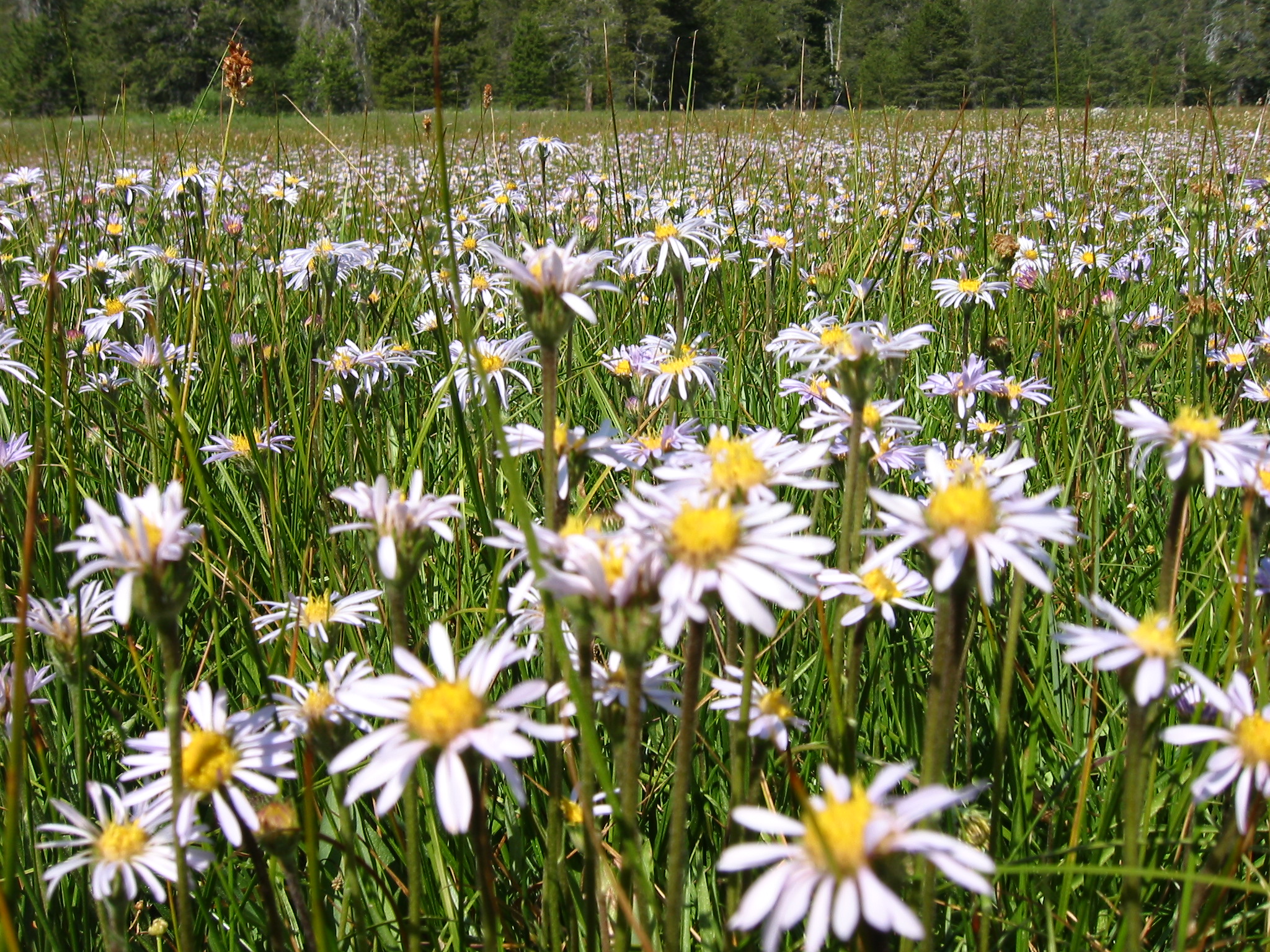 Asteraceae Aster alpigenus