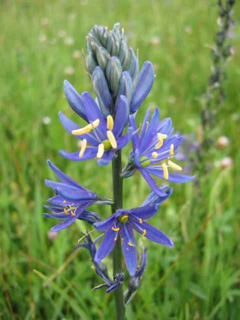 Asparagaceae Camassia quamash