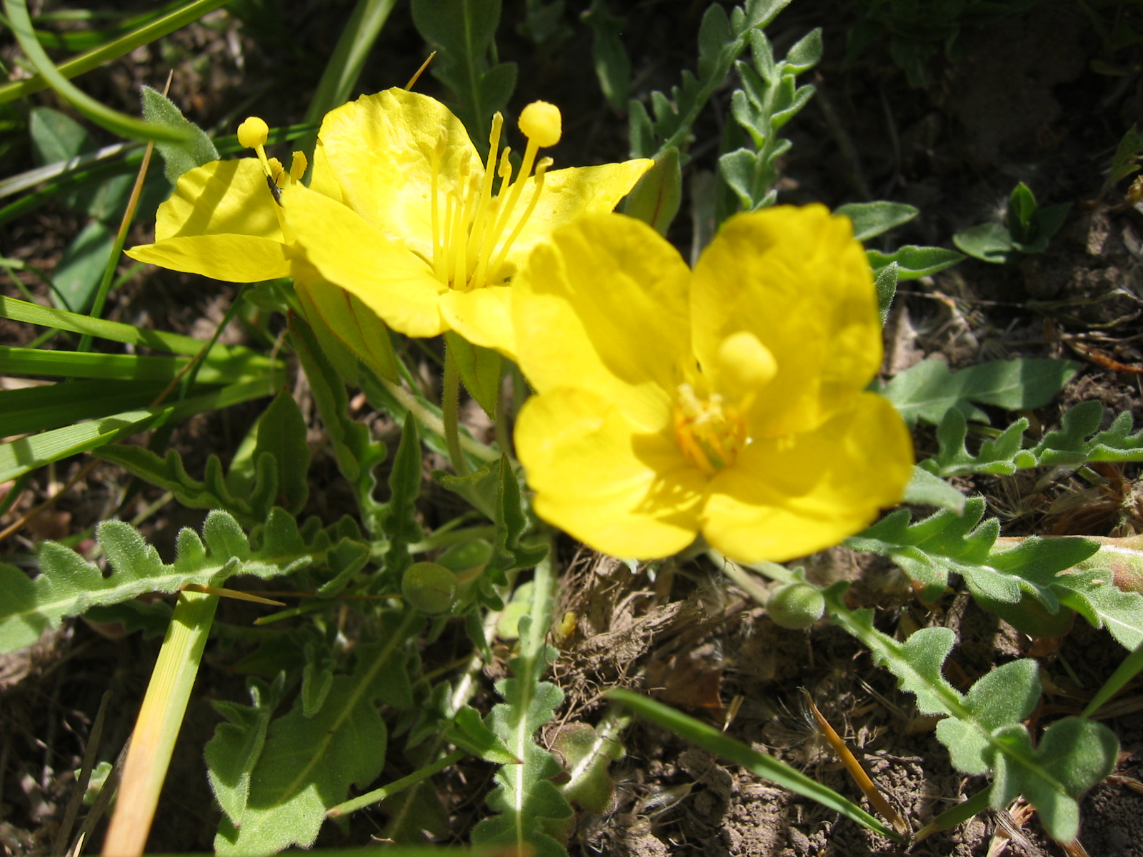 Onagraceae Camissonia tanacetifolia