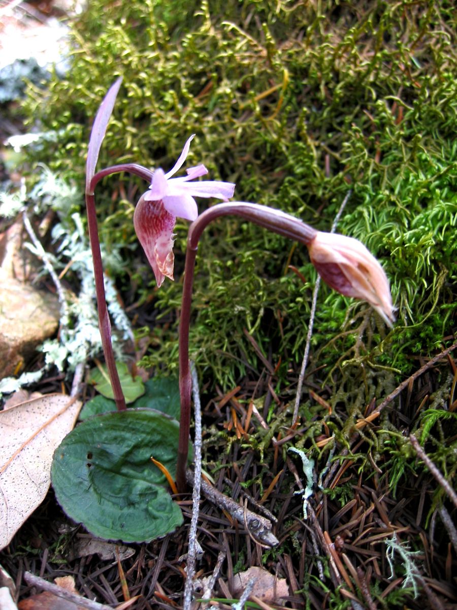 Orchidaceae Calypso bulbosa