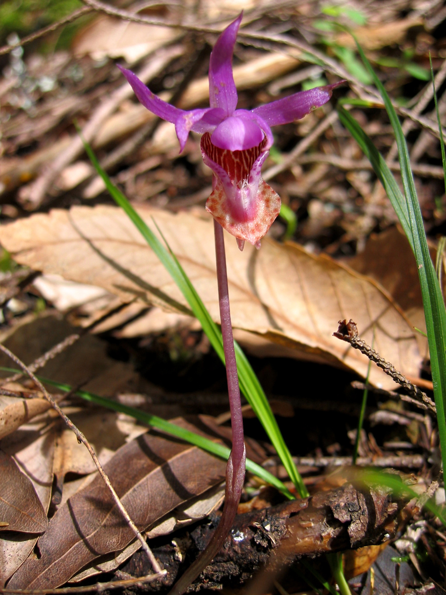 Orchidaceae Calypso bulbosa