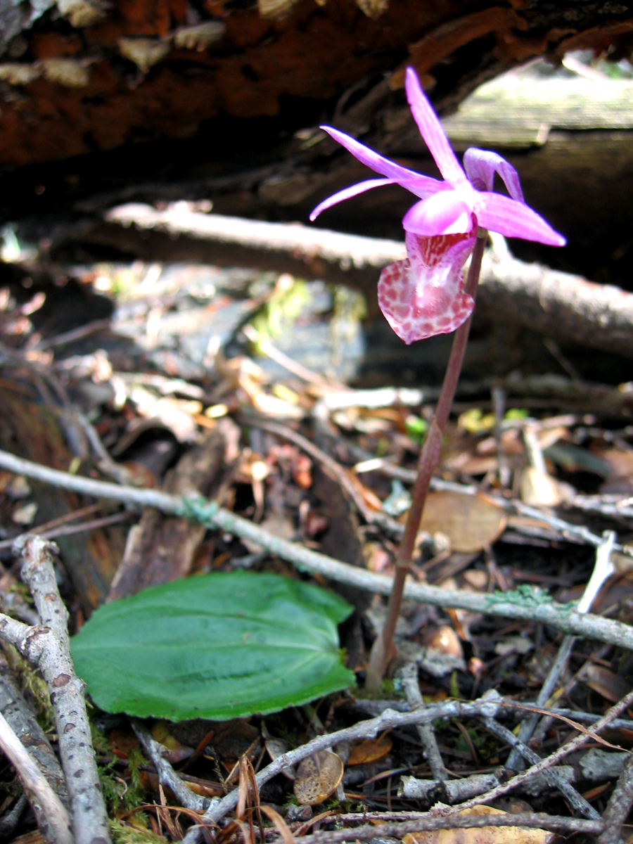 Orchidaceae Calypso bulbosa