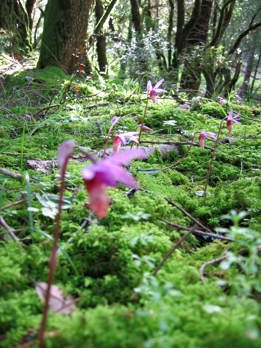 Orchidaceae Calypso bulbosa