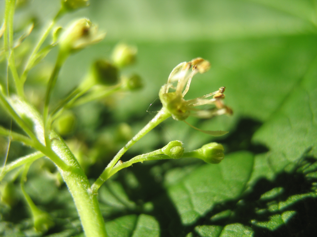 Aceraceae Acer spicatum