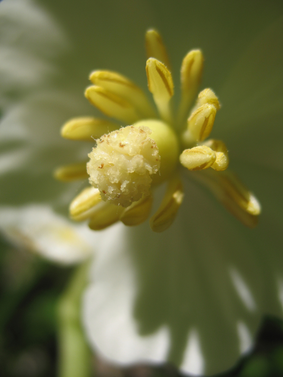 Berberidaceae Podophyllum peltatum