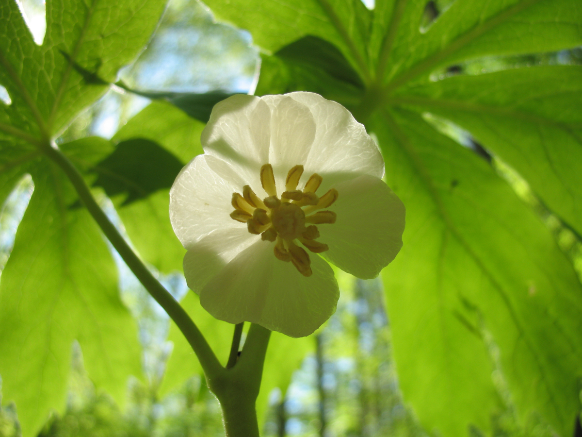 Berberidaceae Podophyllum peltatum