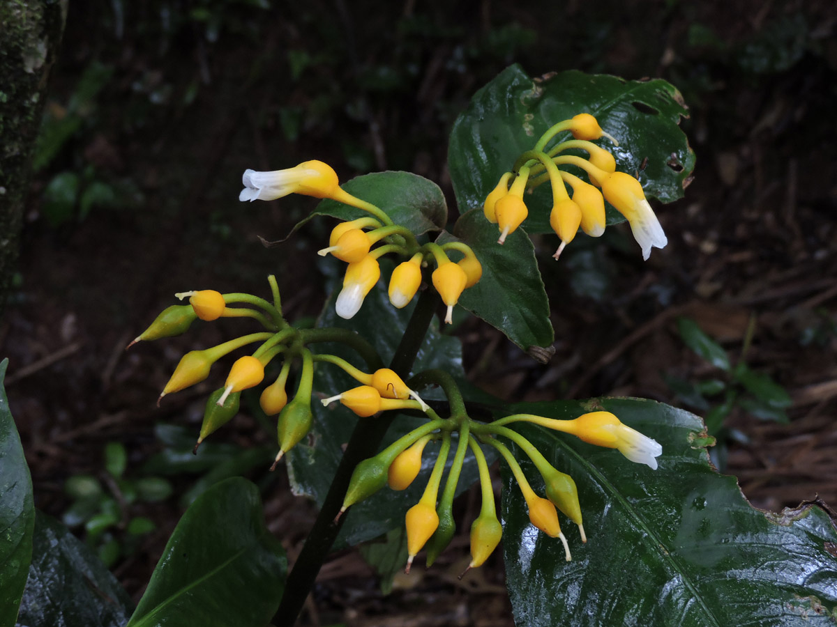 Gesneriaceae Besleria selloana
