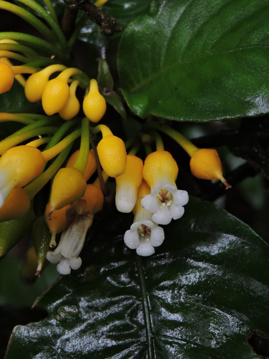 Gesneriaceae Besleria selloana