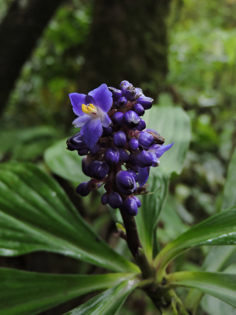 Commelinaceae Dichorisandra paranaensis