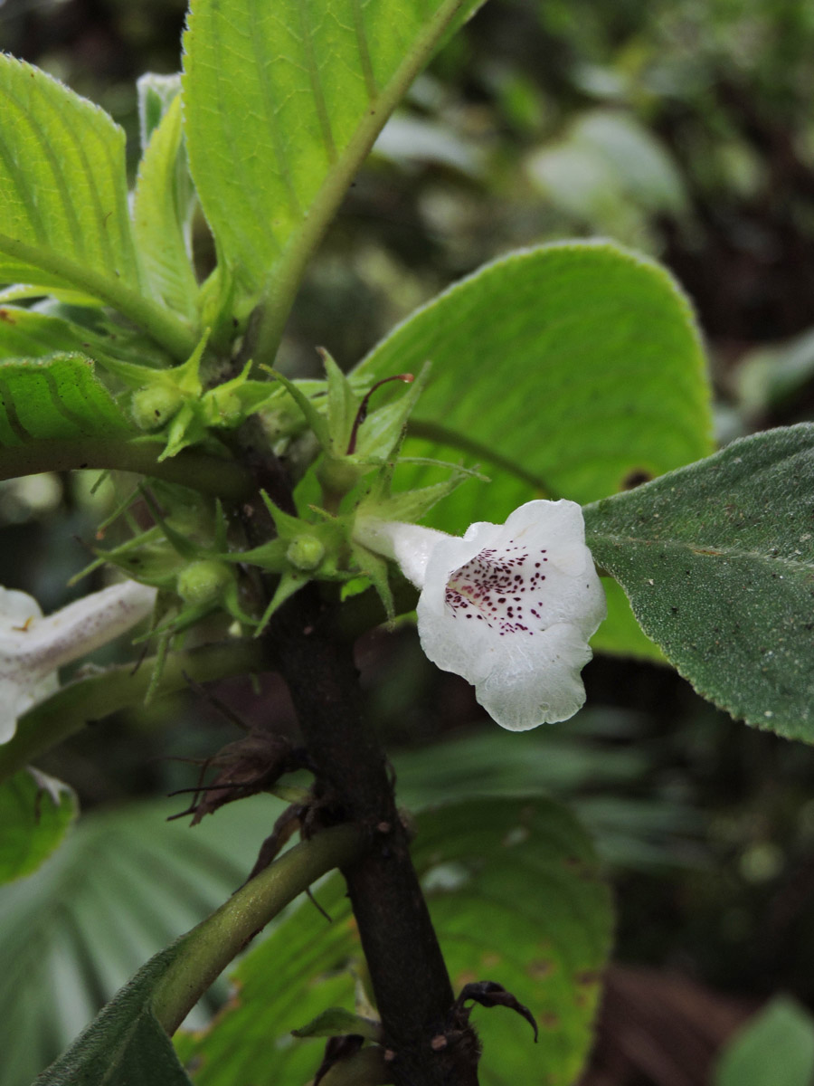 Gesneriaceae Sinningia schiffneri