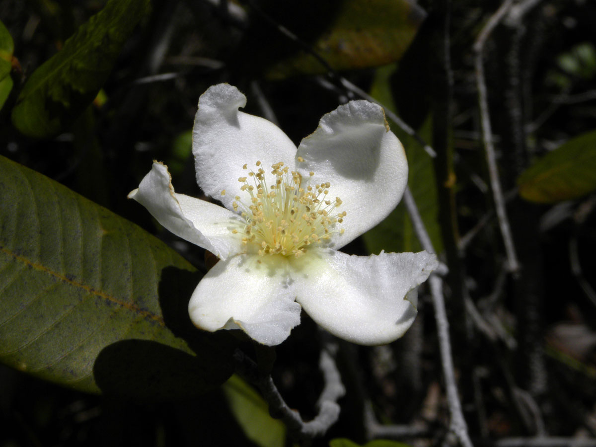 Clusiaceae Caraipa caespitosa