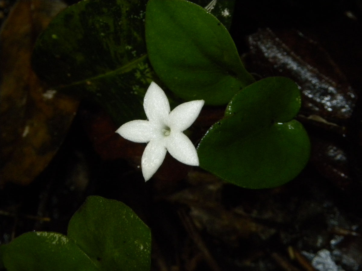 Rubiaceae Geophila repens