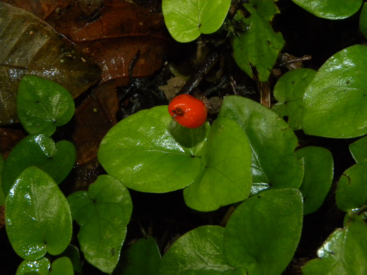 Rubiaceae Geophila repens