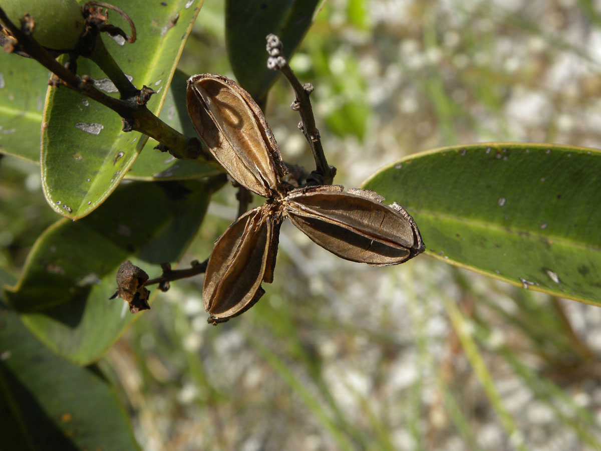 Vochysiaceae Ruizterania esmeraldae