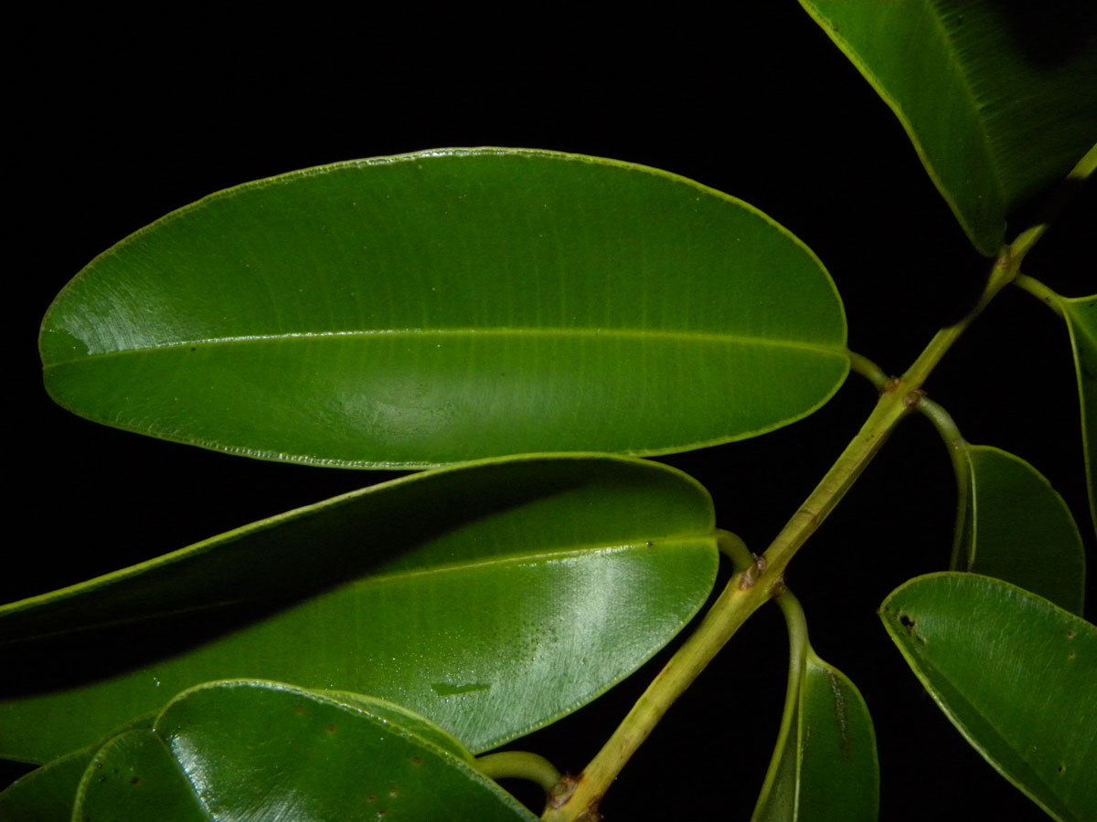 Vochysiaceae Ruizterania esmeraldae