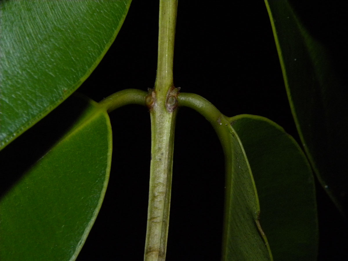 Vochysiaceae Ruizterania esmeraldae