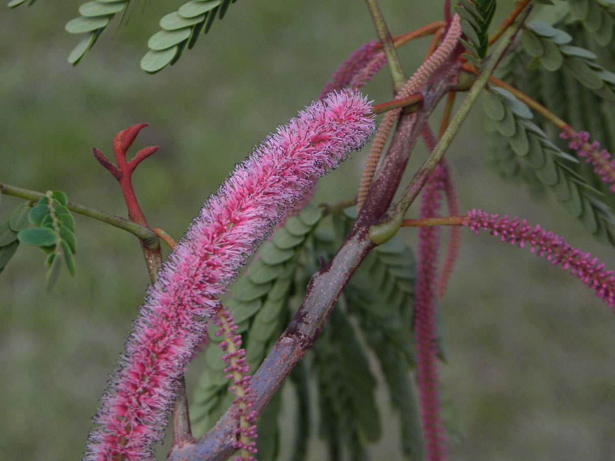 Fabaceae Stryphnodendron roseiflorum