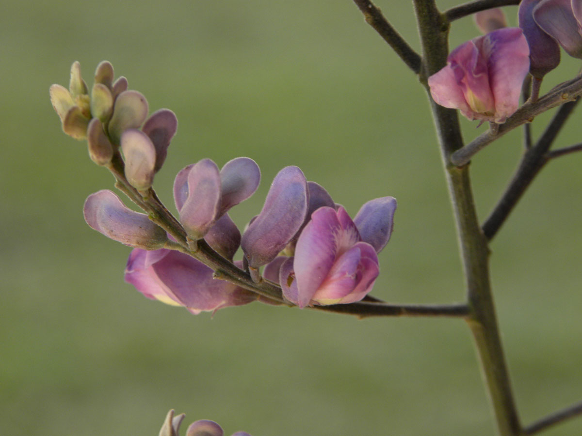 Fabaceae Taralea cordata