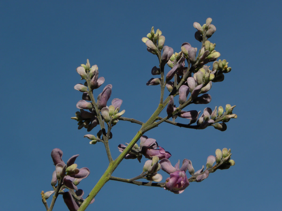 Fabaceae Taralea cordata