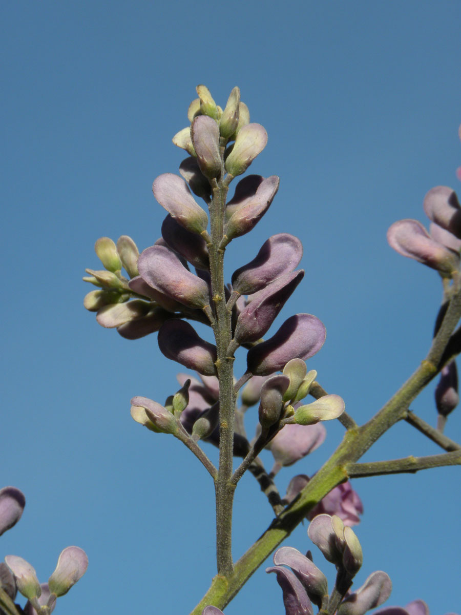 Fabaceae Taralea cordata