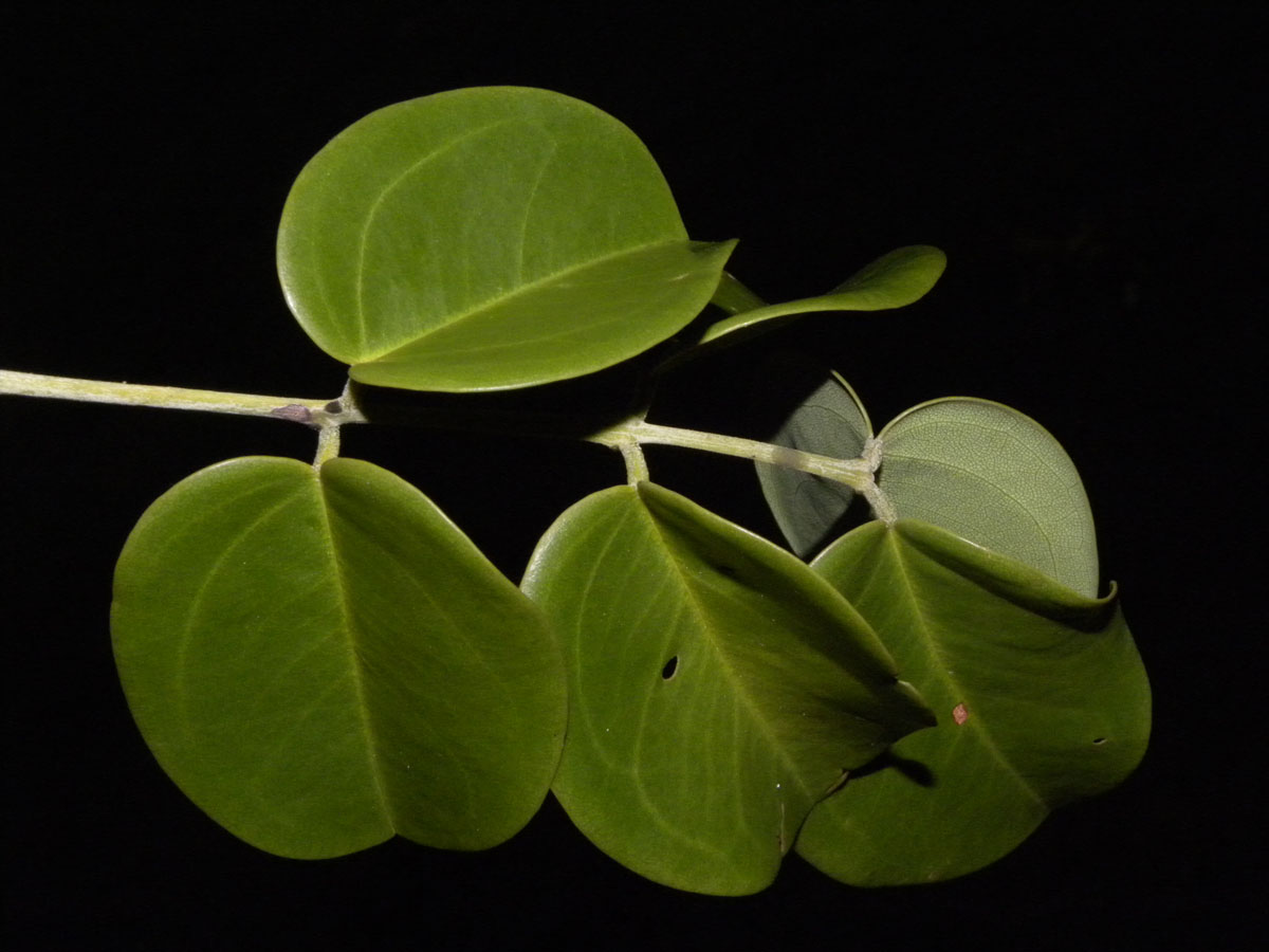 Fabaceae Taralea cordata