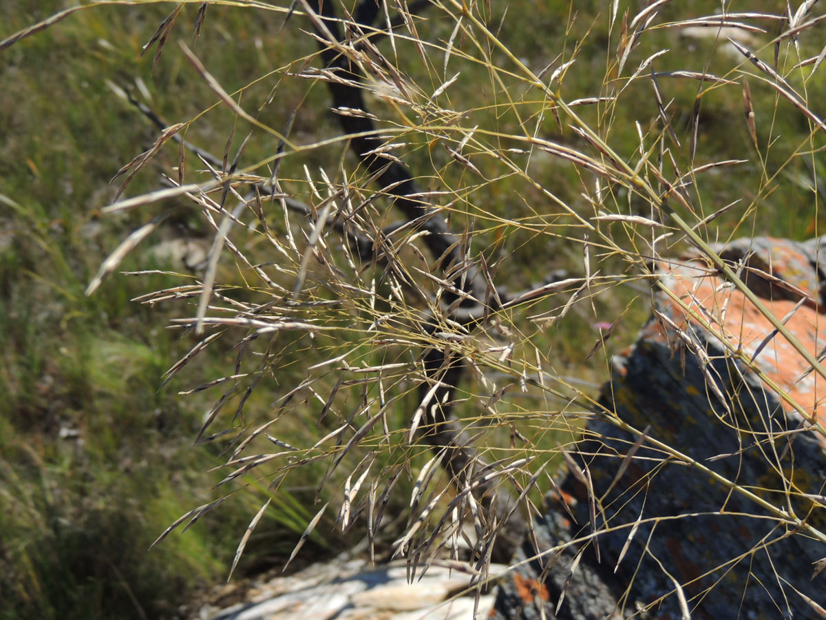 Poaceae Aulonemia effusa