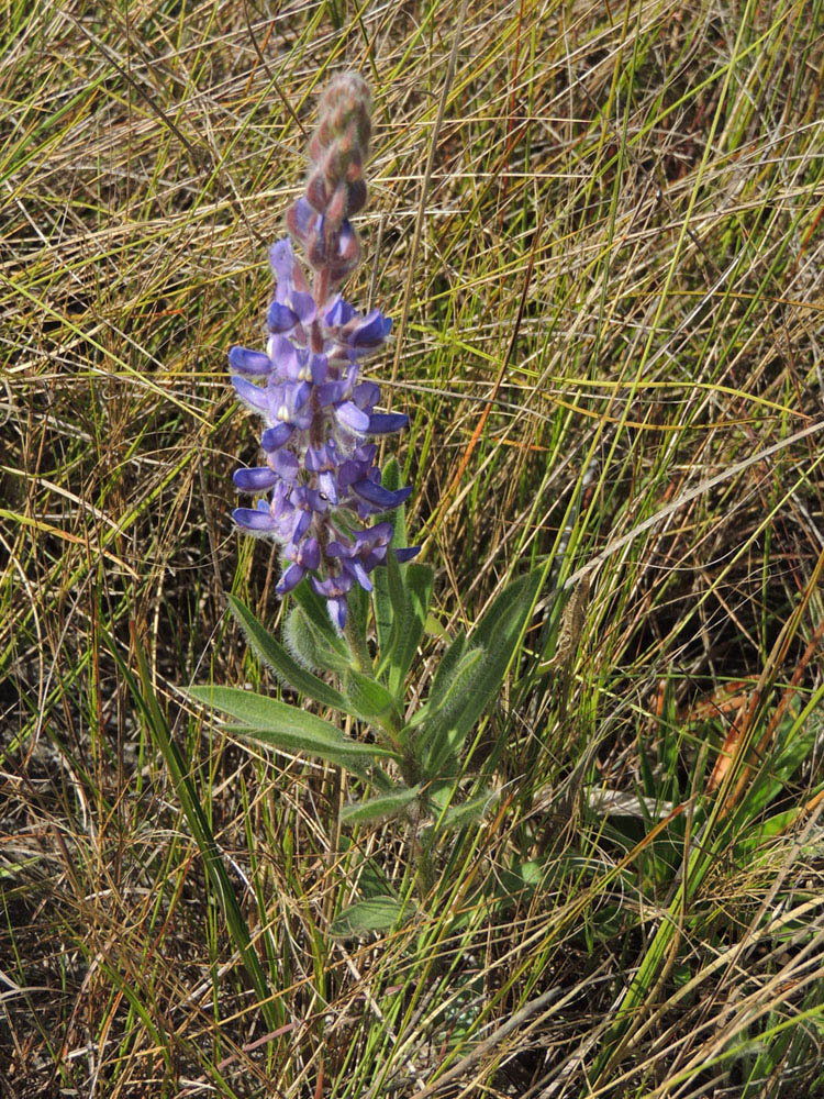 Fabaceae Lupinus coriaceus