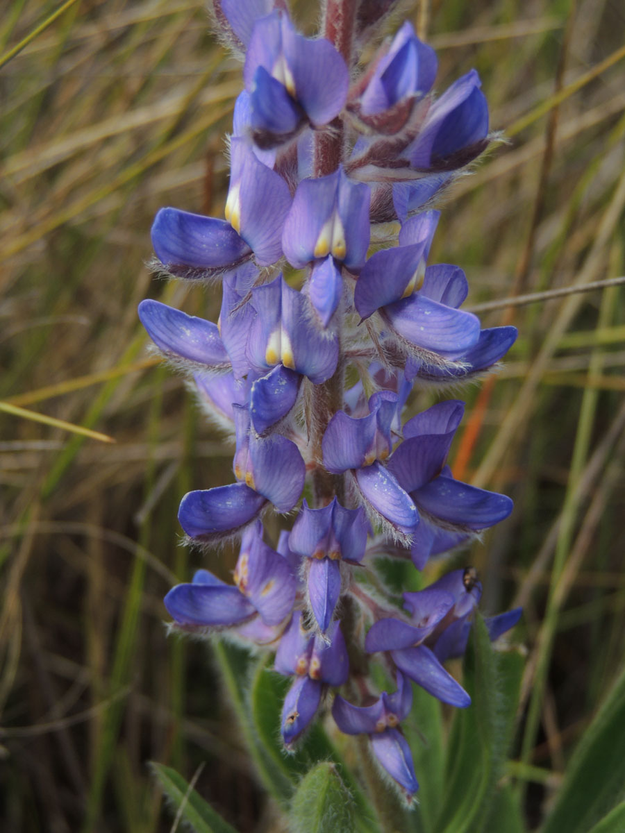 Fabaceae Lupinus coriaceus