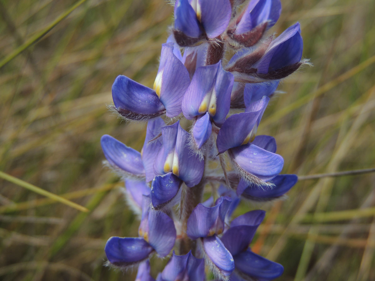 Fabaceae Lupinus  coriaceus