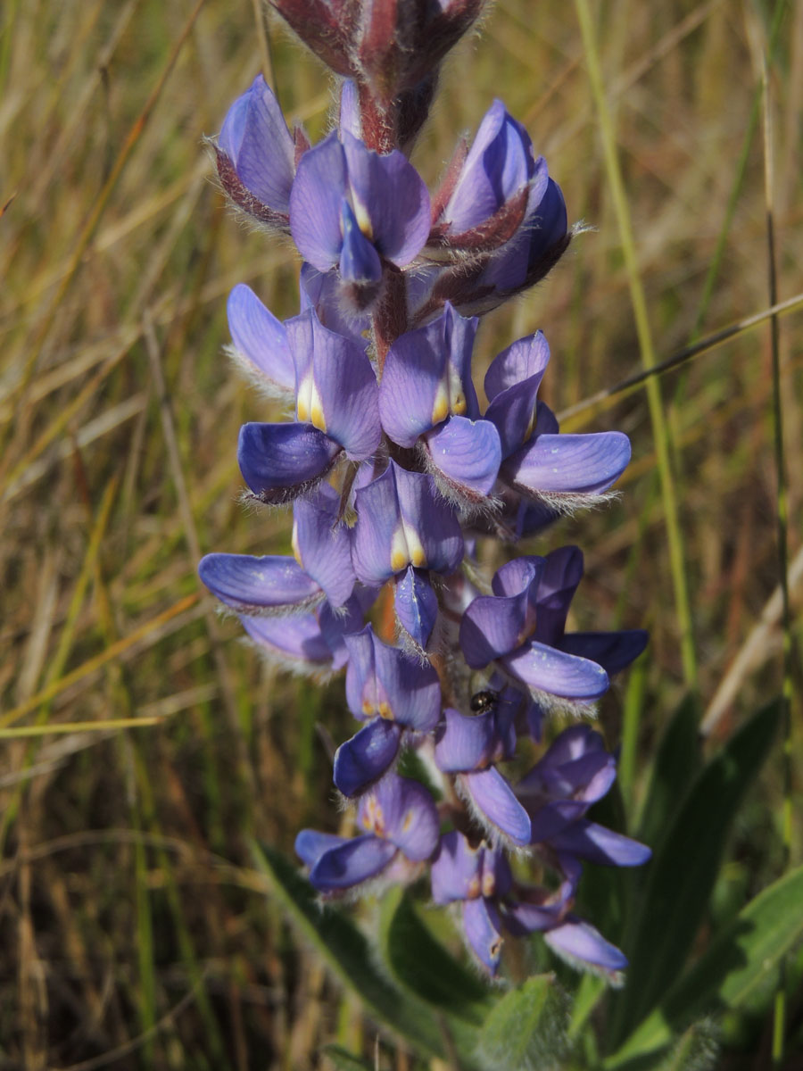 Fabaceae Lupinus coriaceus