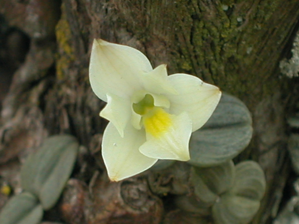 Orchidaceae Constantia cipoensis