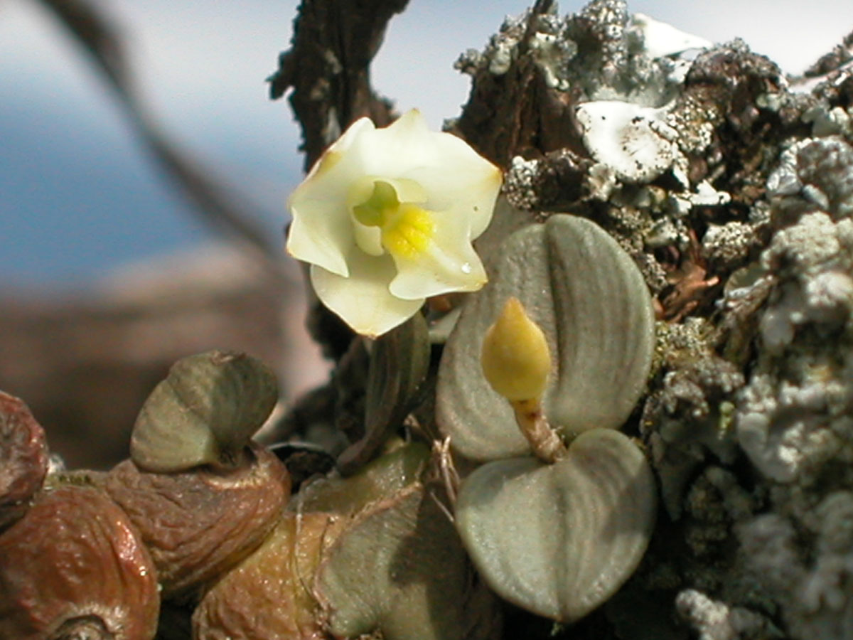 Orchidaceae Constantia cipoensis